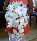 Orchid Cascade Bouquet (Phaleoropsis)