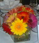 Gerbera Daisy Centerpiece